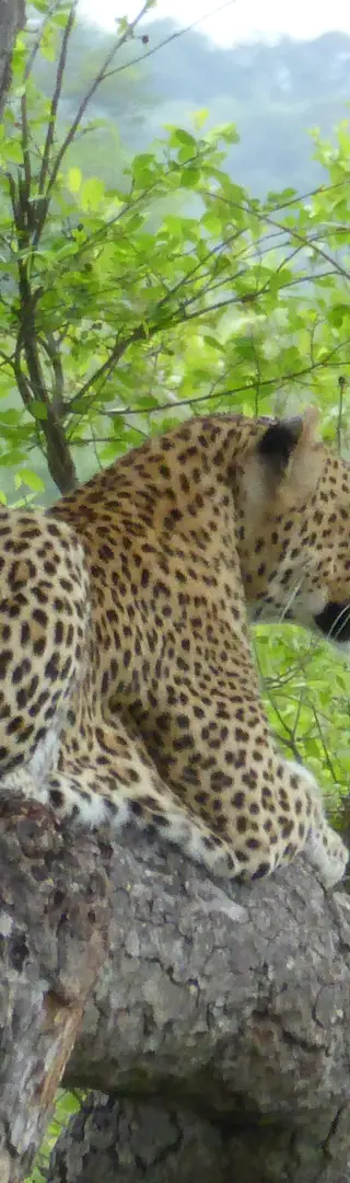 Geschickter Kletterer